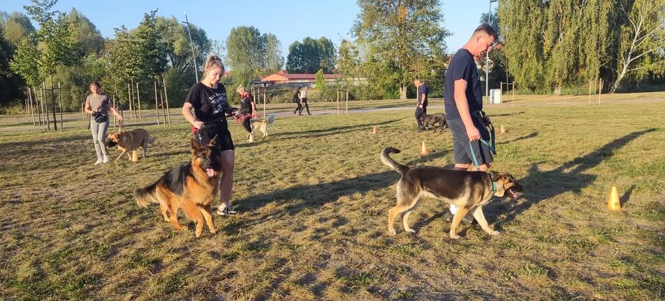 pies na smyczy podczas szkolenia