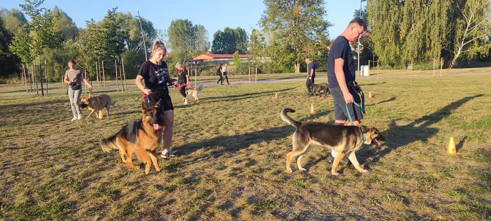Szkolenie podstawowe psów w Suwałkach pies na smyczy podczas szkolenia