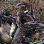 szczupaki i sandacze zarybily zalew arkadia w suwalkach