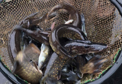 szczupaki i sandacze zarybily zalew arkadia w suwalkach