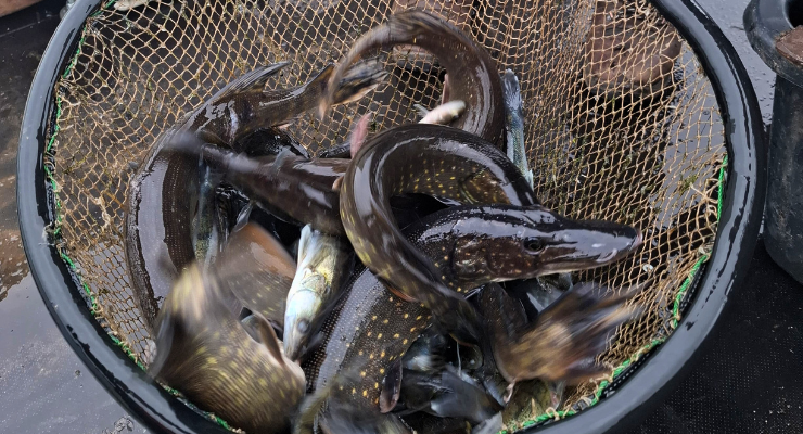 szczupaki i sandacze zarybily zalew arkadia w suwalkach